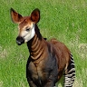 okapi desarts