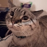 Kitten LaRue
