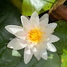 Yuki Yama