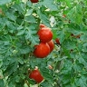 Agric Tinga