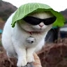 nemember  