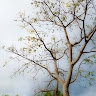 Warith Adetayo