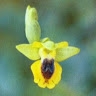 Xara Pelekanou