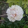 Лита Попова