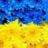 Наталія Соліна