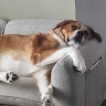 R F