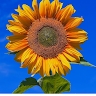 May ita