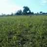 Shichinji Hezron