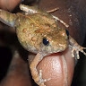 Kojo Amponsah
