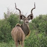 Renford Gombwa