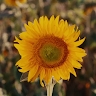 Elli Iatrou