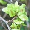 Szilágyi Irma