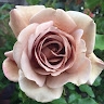 Julie Milona