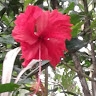 Red Mujeres Indigenas Biodiversidad ALC