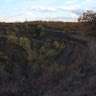trees dnipro