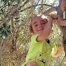 תהלה צי