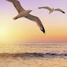 Nancy Ritchie Steen