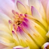 Roses blomster
