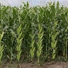 Agriculture Class