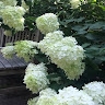 Dr. Coartnye Hugley