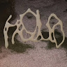 Holo-  