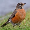 Robin  