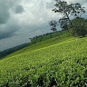 Muganda Nebert