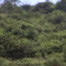 Charity Wambua