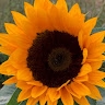 Donna Ford