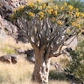 Ben Mapani