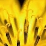 YELLOW WEED