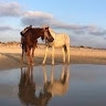 שירה קורנפלד