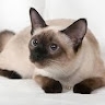 Олена Шевченко