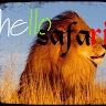Hello Safari