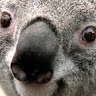 YT_Panda2High_  