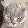 Crazy Cat