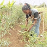 Jacqueline Waneloba