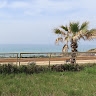 רבקי גרטנר