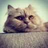 Oana  