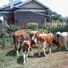 SHEM CHERUIYOT