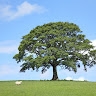 S. della Quercia