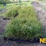 Noble seedlings Limited