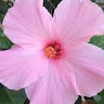 Anna Marie See