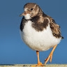 Balc Tit
