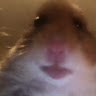 Uncnown Homster