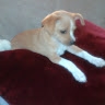 Wanda  