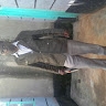 Wycliffe Abuya