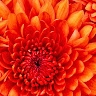 sohair elhassan