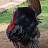 Lyambila Makerious