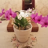 Kersha's Orchids and Garden's Secrets